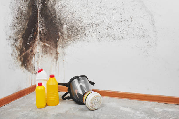 Best Industrial Mold Remediation in Margate City, NJ