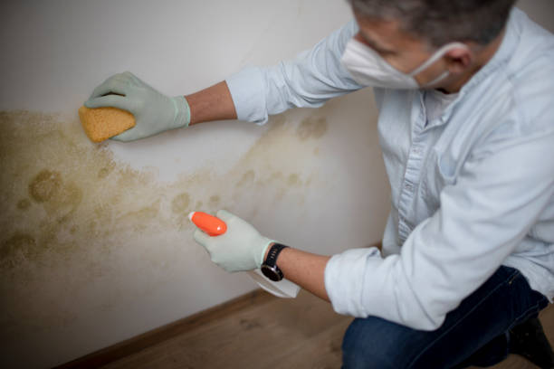 Best Bathroom Mold Remediation in Margate City, NJ